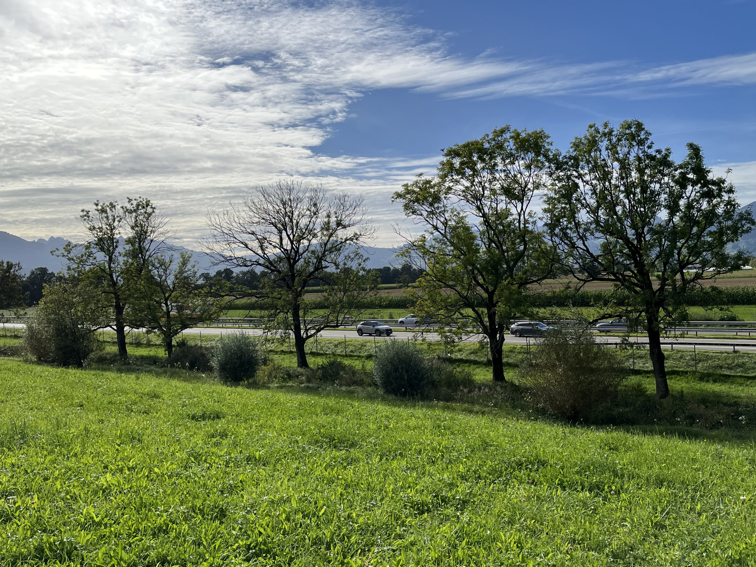 Rheinregulierung - Newsbeitrag