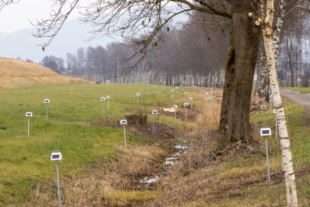 Rheinregulierung - Newsbeitrag
