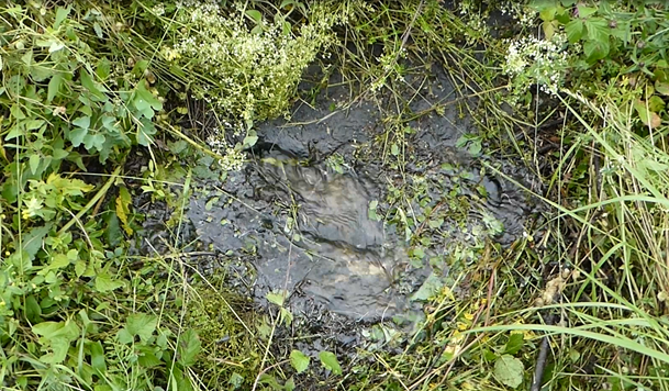 img-https://rheinregulierung.org/media/pages/service/news-overview/fuer-den-hochwasserschutz-im-fruehjahr-wird-gemaeht/85fa3d545a-1687790433/bild_wasseraustrittsstelle.png