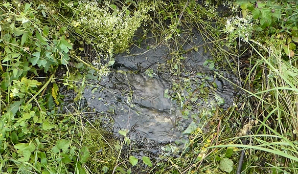img-https://rheinregulierung.org/media/pages/service/news-overview/fuer-den-hochwasserschutz-im-fruehjahr-wird-gemaeht/8f3c9dbfda-1759734697/bild_wasseraustrittsstelle.png
