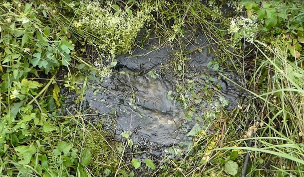 img-https://rheinregulierung.org/media/pages/service/news-overview/fuer-den-hochwasserschutz-maeharbeiten-am-rheindamm/68f0b1f8e9-1687790433/bild_wasseraustrittsstelle.jpg