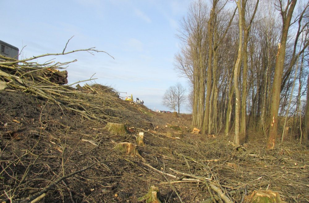 img-https://rheinregulierung.org/media/pages/service/news-overview/holzschlag-in-diepoldsau/1ec6e6e800-1759734648/web_2.jpg