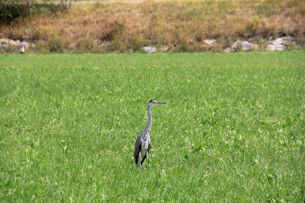 img-https://rheinregulierung.org/media/pages/service/news-overview/zaehlung-fauna-und-flora-projekt-rhesi-irr/843e339d5d-1759734588/naturraum_gaissau_20130813.jpg